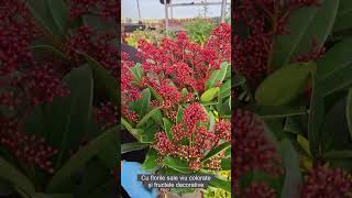 Skimmia Japonica  Liliac Japonez [upl. by Eiramrebma]