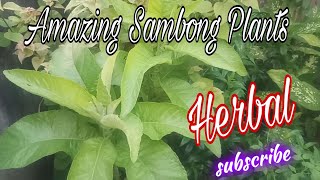 Sambong leaves Benefits [upl. by Agatha]