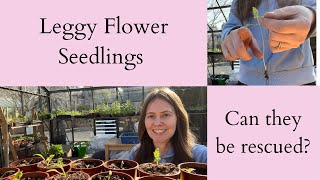 How To Fix Leggy Flower Seedlings  They Can Be Rescued [upl. by Aidualk916]