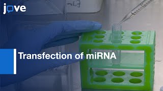 Transfection of miRNA in Cells by Next Generation Electroporation  Protocol Preview [upl. by Aloek]