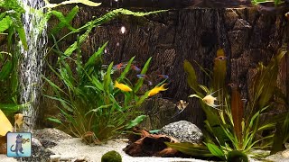 Relaxing Aquarium Fish Tank Sounds  NO MUSIC 🐟 [upl. by Hanni827]