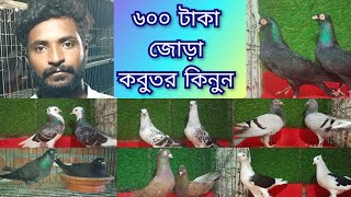 মাথা নষ্ট করা অফারে কবুতর কিনুন হাসান ভাইয়ের কবুতরের খামার থেকে গিরিবাজ কালারিং ফেন্সি  pigeon [upl. by Zulaledairam]