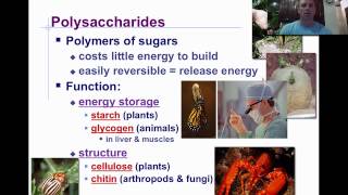 Macromolecules amp Carbohydrates [upl. by Drahser]