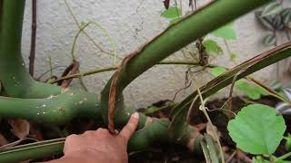 monstera plant [upl. by Mis868]