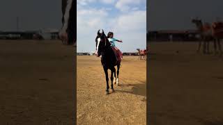 Horse 🐎 Pushpa  Riding horse horses ghoda horseriding horselover ytvideo shortsfeed dhruhi [upl. by Irab295]