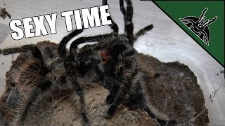 First tarantula mating [upl. by Charles983]