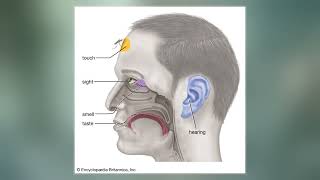 Vomeronasal Organ [upl. by Anneh209]