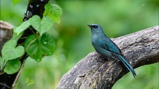 นกจับแมลงสีฟ้า Verditer Flycatcher [upl. by Esorbma459]