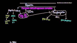 pyruvate dehydrogenase complex regulation [upl. by Rephotsirhc]