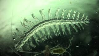 Annelida Tomopteris helgolandica a planktonic polychaete [upl. by Horwath]