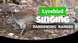 Lyrebird Singing Sherbrooke Forest Dandenong Ranges [upl. by Bevan945]