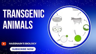 Transgenic Animals biologistasifsaleem0910 [upl. by Nylevol]