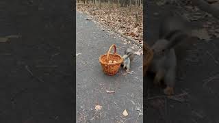 A squirrel and a basket of nuts in Kuzminki Park Moscow [upl. by Nortyad]