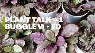 The Ajuga reptans or Burgundy Glow Quick Facts and Plant Guide [upl. by Attenwad]