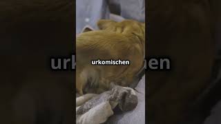 Lustige niedliche Hundewelpen [upl. by Lenej]