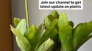 how to grow bromeliad plant in Chennai [upl. by Hunter]