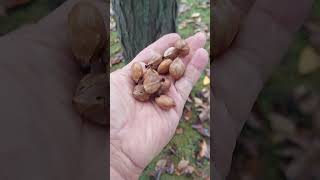 👁 👁 POSITIVE ID SHAGBARK HICKORY TREE  HICKORY NUTS like and subscribe PLEASE [upl. by Iramat]