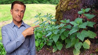 1 Best Backyard Weed for Arthritis RHEUMATOID OSTEO amp GOUT [upl. by Aicsila]