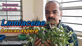 Taxonomy Practicals Lamiaceae Leucas aspera ತುಂಬೆ ಗಿಡ Dr Jayarama Reddy St Josephs [upl. by Anaul]