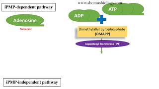 Cytokinin biosynthesis pathway [upl. by Cary]