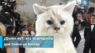 Este gatito sorprendió en la Met Gala 2023 [upl. by Eecart357]