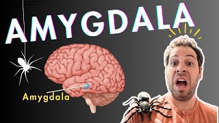 The Amygdala and Fear Conditioning [upl. by Otrebmal290]