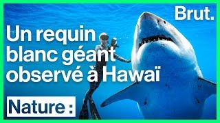 Une gigantesque femelle requin blanc repérée au large dHawaï [upl. by Liebman331]