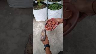 Diwali diya reuse ideas  How to reuse old diyas in gardening [upl. by Lavern496]