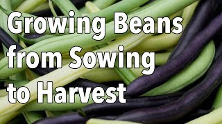 Growing Beans from Sowing to Harvest [upl. by Norrie543]