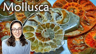 Mollusca Pt 1 Characteristics amp Classes of Mollusks Invertebrate Paleontology  GEO GIRL [upl. by Darin]