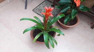 How to Grow and Care Guzmania Plant  Fun Gardening  26 Sep 2017 [upl. by Blanca196]