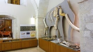 Paleontological Museum  Rethymno Crete [upl. by Gomer]