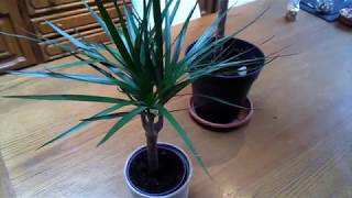 Dracaena marginata Basic care [upl. by Aleka]