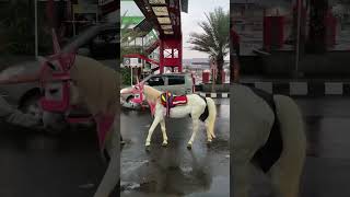 Si poni berjalan😍🔥 shortvideo shorts short [upl. by Ylrae]