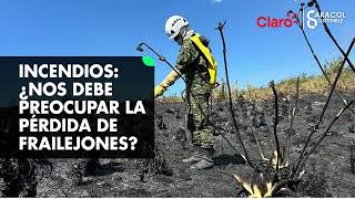 ¿Por qué nos debe preocupar la pérdida de frailejones y vegetación por cuenta de los incendios [upl. by Spielman]