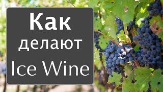 Уникальное ВИНО Как делают Ice Wine Canada Эмигрантские истории [upl. by Sasnett661]