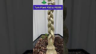 Amazing way to Grow Plant  Bonsai [upl. by Amej]