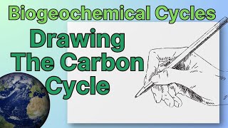 Biogeochemical Cycles Drawing The Carbon Cycle [upl. by Curt]