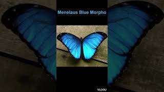 Menelaus Blue Morpho [upl. by Galina]