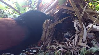 Greater Mom Coucal Bird brings food to feed her babies in their nest P80 birdslover [upl. by Tal455]