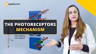 The Photoreceptors Mechanism  Physiology Video  Medical Education  VLearning™ [upl. by Okoyk]