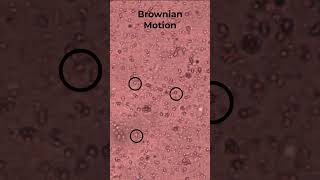 Net movement Vs Brownian Motion [upl. by Nnanaej]