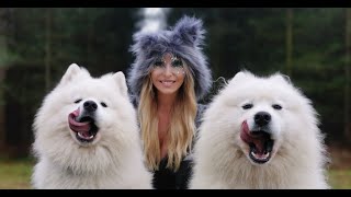 THE SAMOYED  SNOW AND RESCUE DOGS  ANIMAL WATCH CHRISTMAS SPECIAL [upl. by Janos]