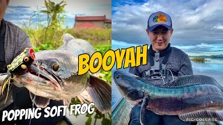 Giant Snakehead Fishing Philippines  Booyah Poppin Pad Crasher  Giant Toman [upl. by Adnawak892]