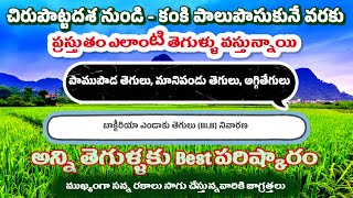 వరి చిరుపొట్ట నుండి కంకి పాలు పోసుకునే వరకు అన్ని రకాల తెగుళ్ళ నివారణBlB నివారణ [upl. by Figge]