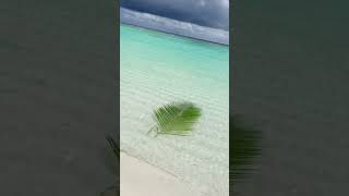 Palm leaf diamond blue water Localisland maldives traveltheworld sunnysideoflife [upl. by Gustave376]