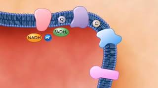 TAHAPAN KATABOLISME KARBOHIDRAT TRANSPOR ELEKTRON  Sains Song Part 4 [upl. by Alesram]