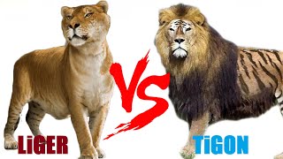 Liger VS Tigon  Liger VS Tigon Who Will Win [upl. by Mochun]