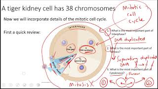 AP Biology Homework Helper Mitotic Cell Cycle [upl. by Karee]