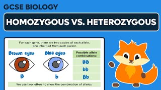 Homozygous vs Heterozygous  GCSE Biology [upl. by Fast]